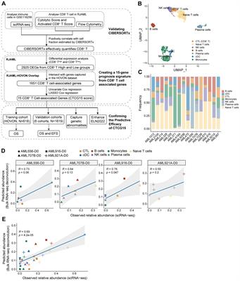 A CD8+ T cell related immune score predicts survival and refines the risk assessment in acute myeloid leukemia